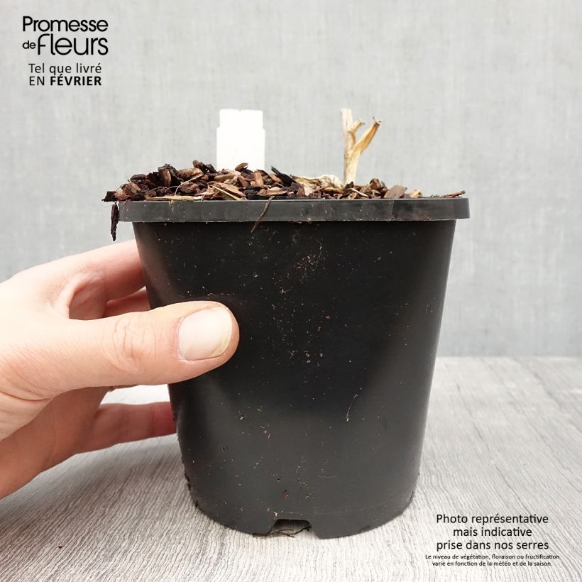 Hosta Orion's Belt Vaso da 1,5L/2L esemplare consegnato in inverno