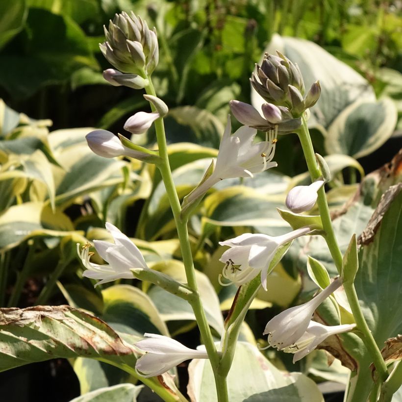 Hosta Orion's Belt (Fioritura)