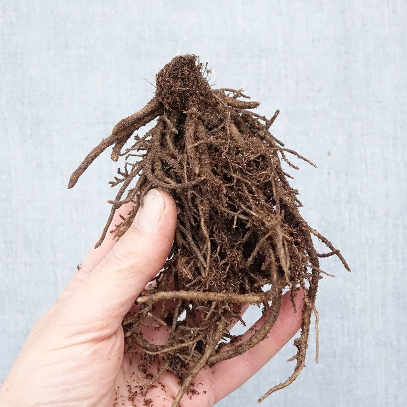 Hosta Orion's Belt Piante piccole a radice nuda esemplare consegnato in inverno