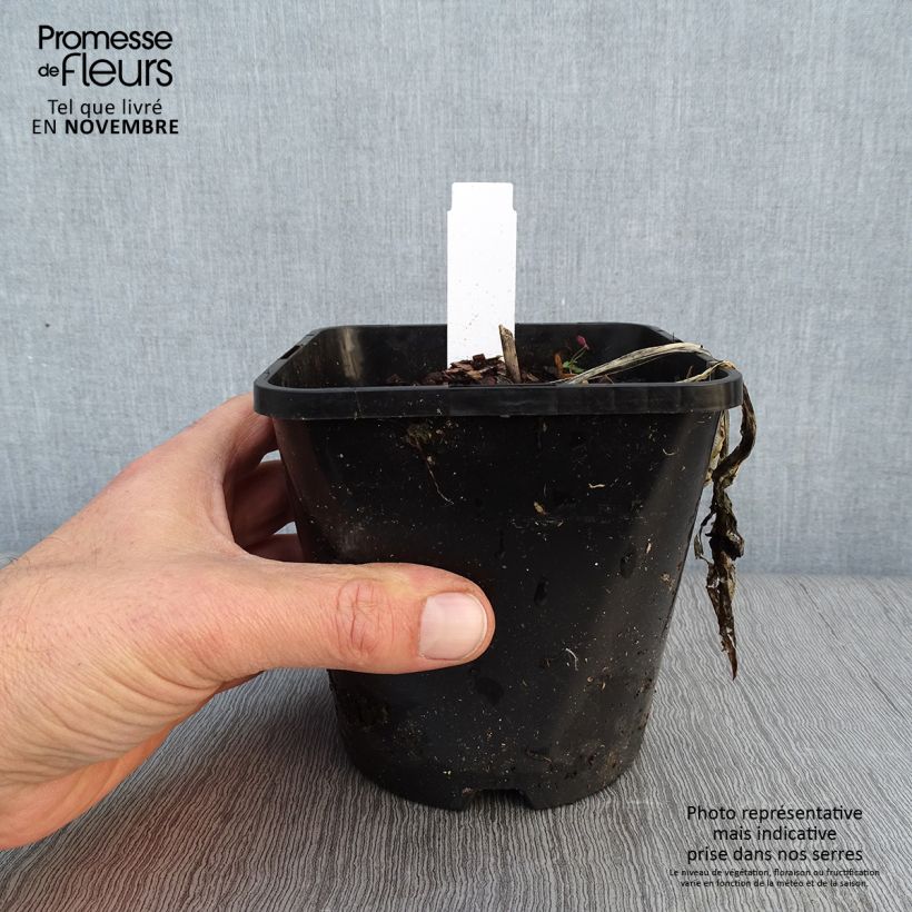 Esemplare di Hosta Fireworks Vaso da 1,5L/2L come consegnato in autunno
