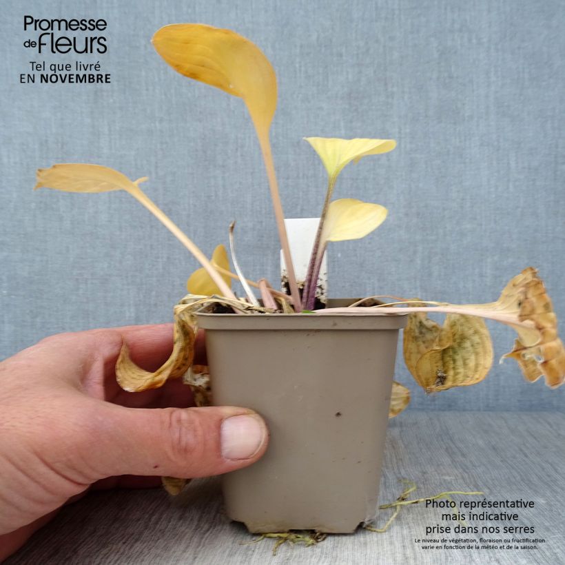 Esemplare di Hosta Paradise Island Vasetto da 8/9 cm come consegnato in autunno