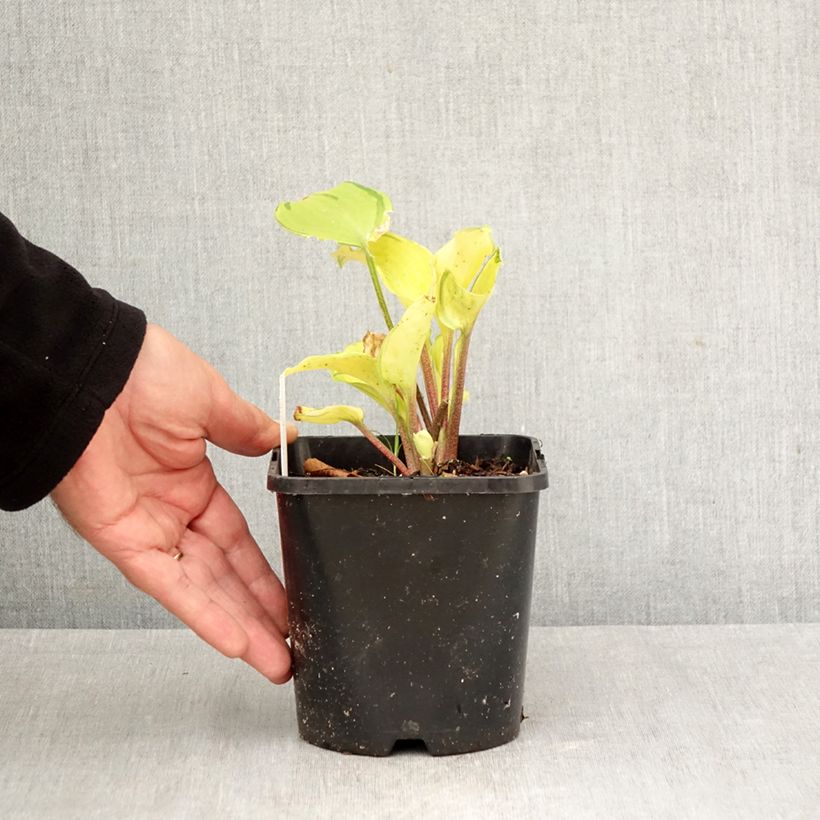 Esemplare di Hosta Paradise Island Vaso da 1,5L/2L come consegnato in autunno