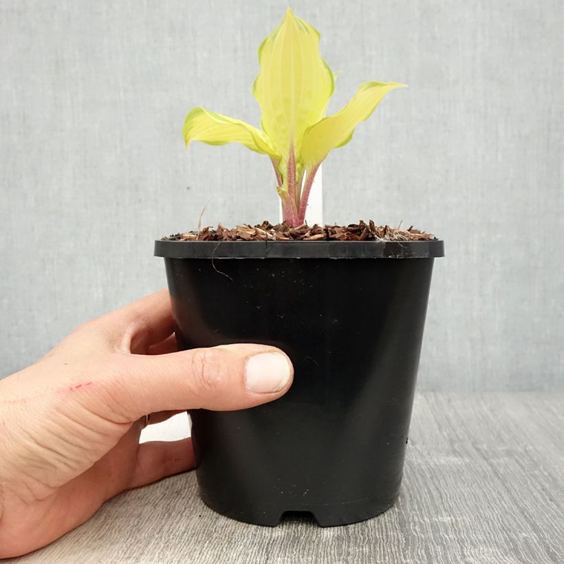 Hosta Paradise Island Vaso da 1,5L/2L esemplare consegnato in primavera