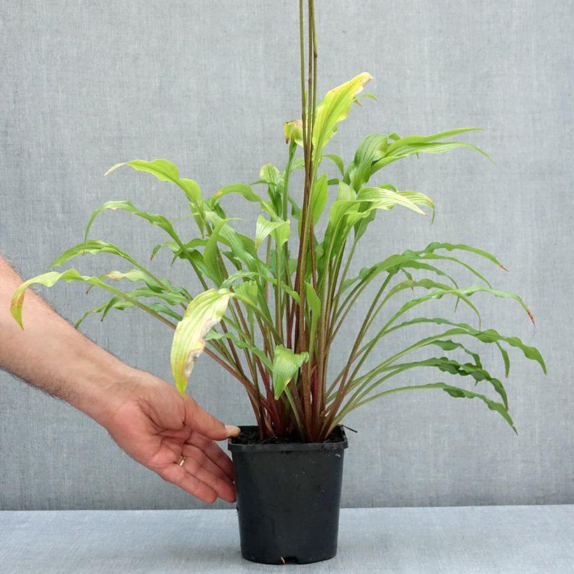 Esemplare di Hosta Party Streamers Pot de 1,5L/2L consegnato in estate