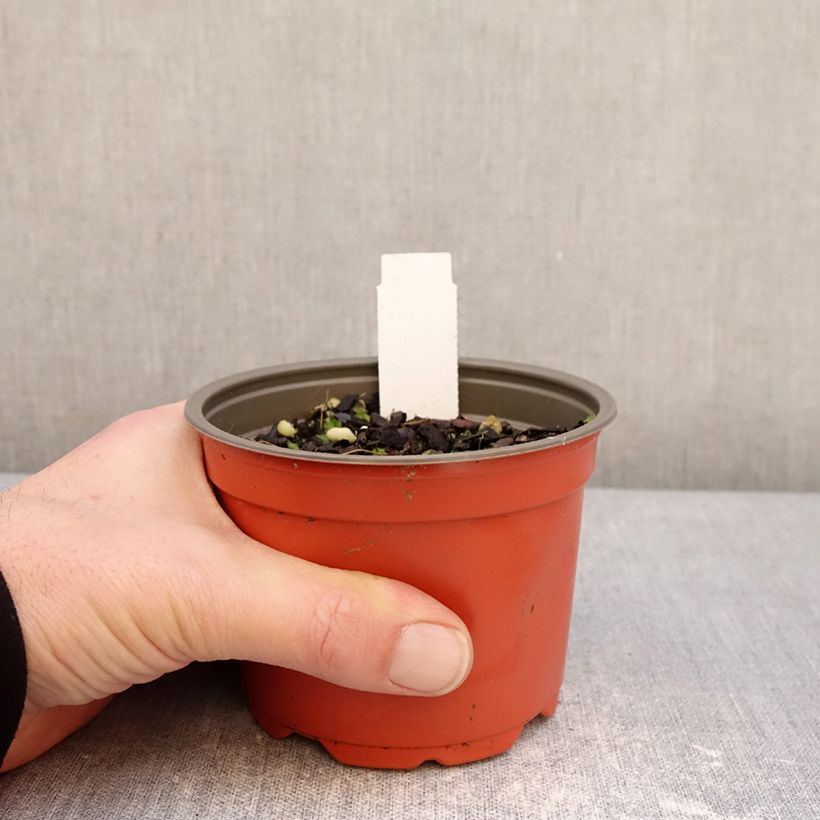 Hosta Party Streamers Vaso da Ø 12 cm / 13 cm esemplare consegnato in inverno