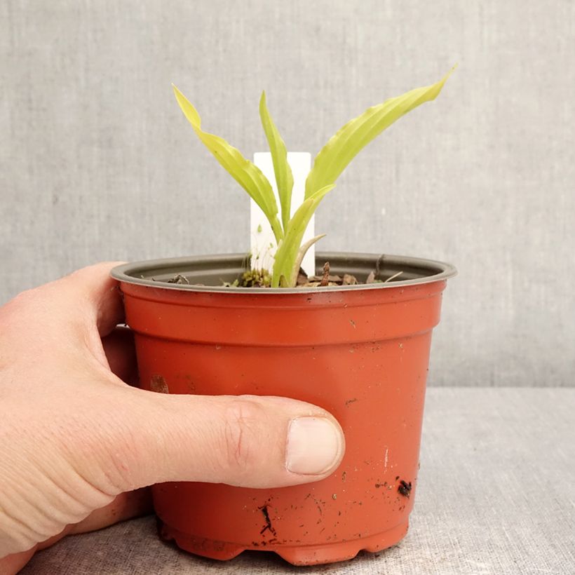 Hosta Party Streamers Vaso da Ø 12 cm / 13 cm esemplare consegnato in primavera