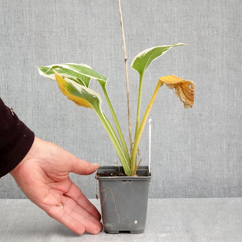 Esemplare di Hosta fortunei Patriot's Fire Vasetto da 8/9 cm come consegnato in autunno