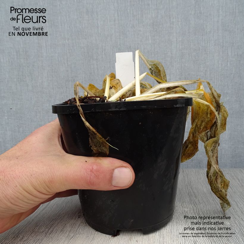 Esemplare di Hosta Paul Revere Vaso da 1,5L/2L come consegnato in autunno