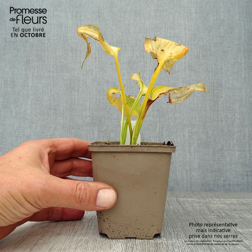 Esemplare di Hosta Paul's Glory Vasetto da 8/9 cm come consegnato in autunno