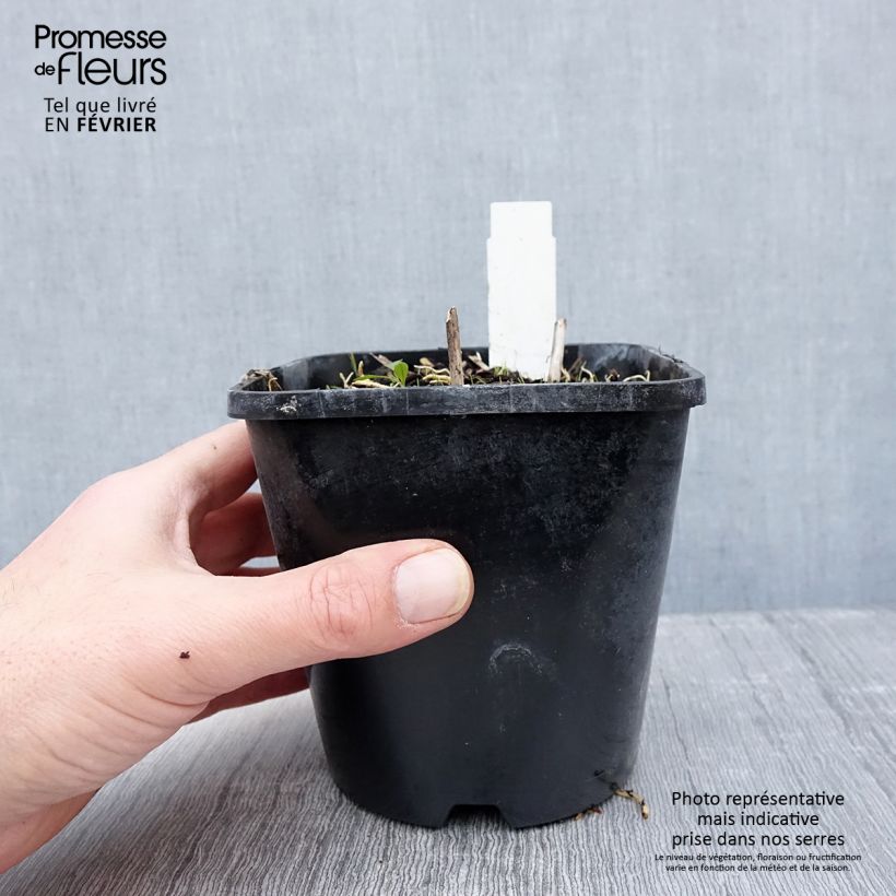 Hosta Pin Up Vaso da 1,5L/2L esemplare consegnato in inverno