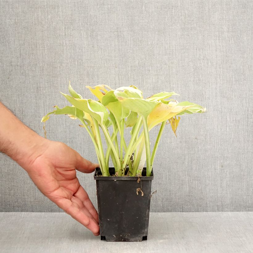 Esemplare di Hosta Pizzazz Vasetto da 8/9 cm come consegnato in autunno