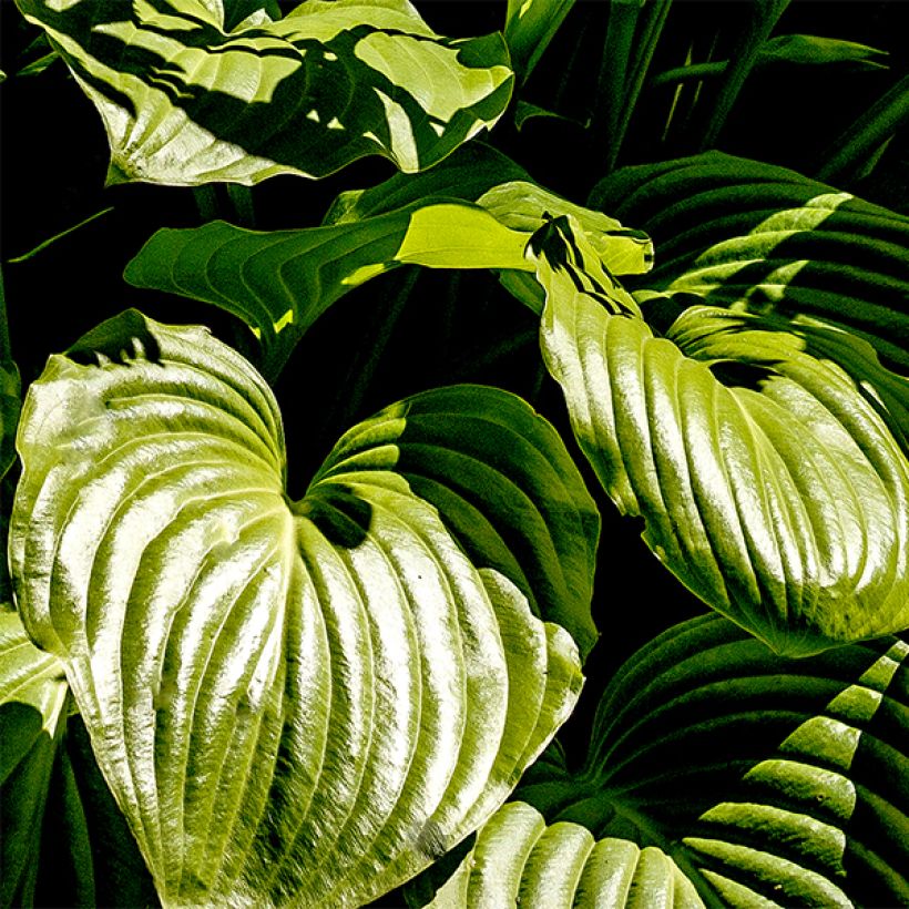 Hosta plantaginea f. grandiflora - Giglio d'agosto (Fogliame)