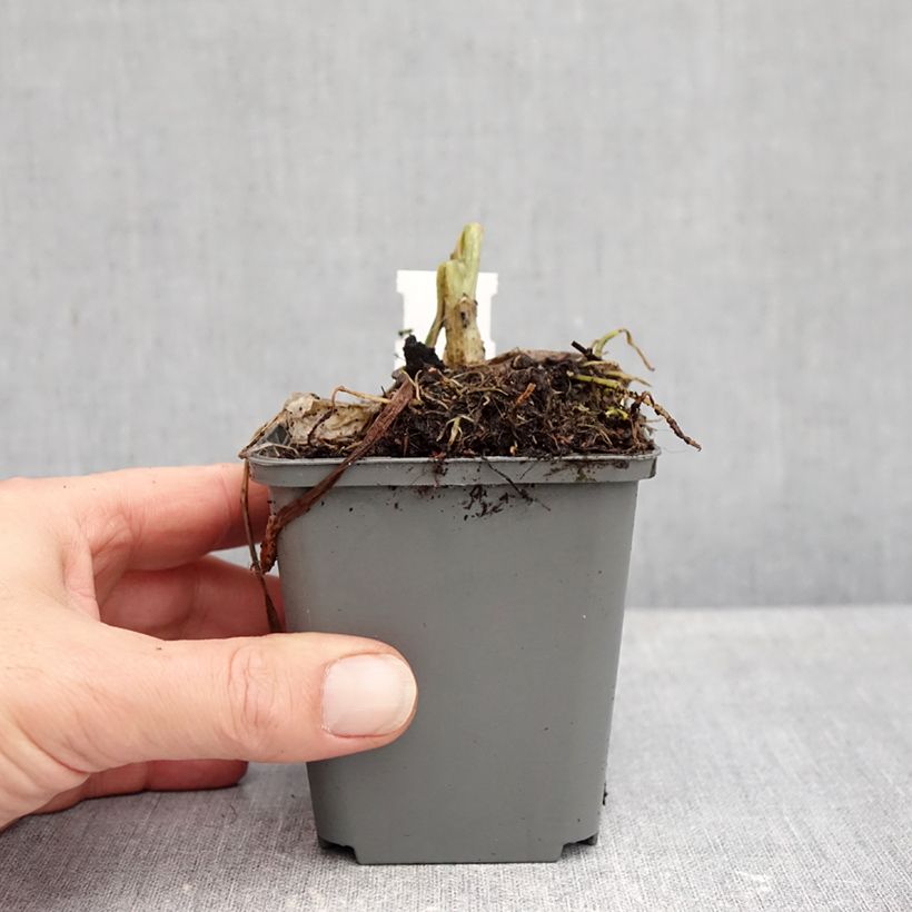 Esemplare di Hosta plantaginea f. grandiflora - Giglio d'agosto Vasetto da 8/9 cm come consegnato in autunno