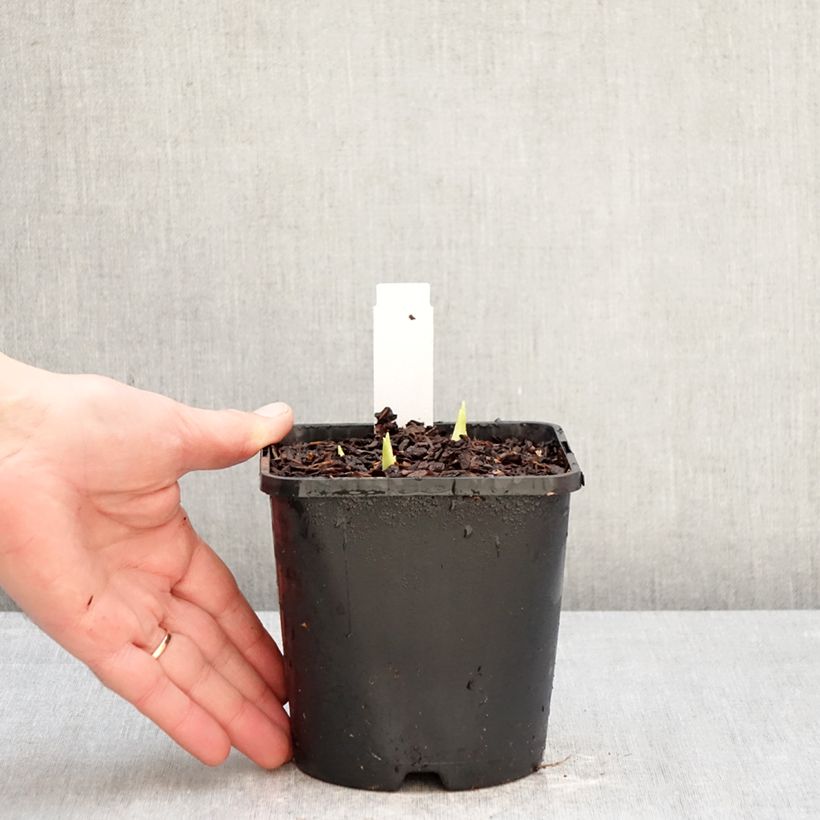 Hosta plantaginea f. grandiflora - Giglio d'agosto Vaso da 1L/1,5L esemplare consegnato in inverno