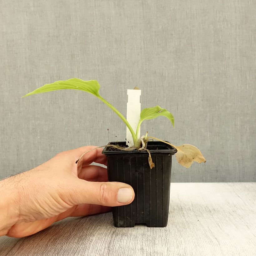 Esemplare di Hosta plantaginea var. japonica - Giglio d'agosto Vasetto da 8/9 cm come consegnato in autunno