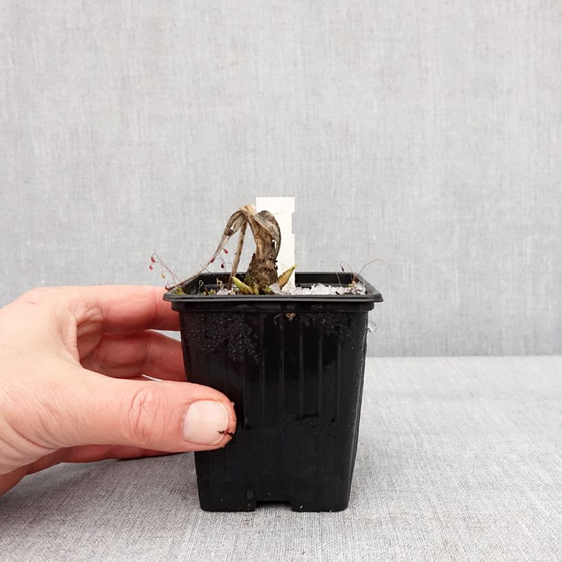 Hosta plantaginea var. japonica - Giglio d'agosto Vasetto da 8/9 cm esemplare consegnato in inverno