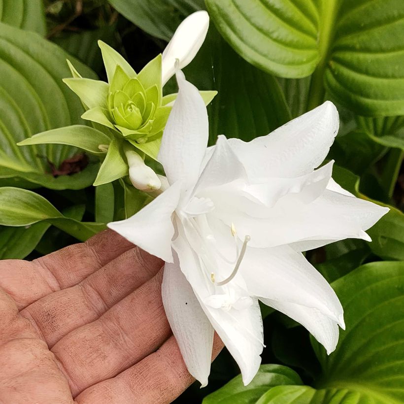 Hosta plantaginea Venus - Giglio d'agosto (Fioritura)