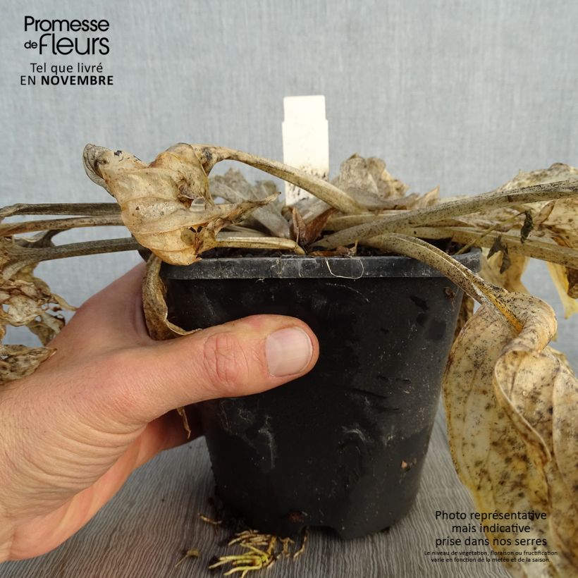 Esemplare di Hosta Pocketfull of Sunshine Vaso da 1,5L/2L come consegnato in autunno