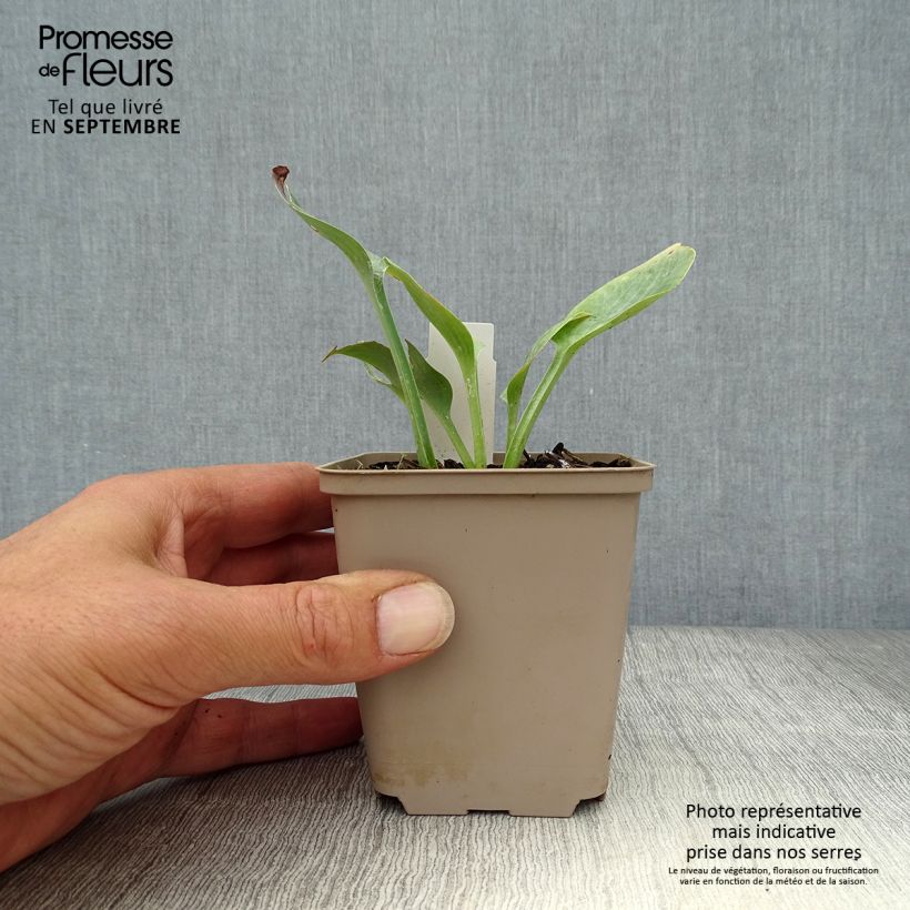 Esemplare di Hosta Prairie Sky Vasetto da 8/9 cm come consegnato in autunno