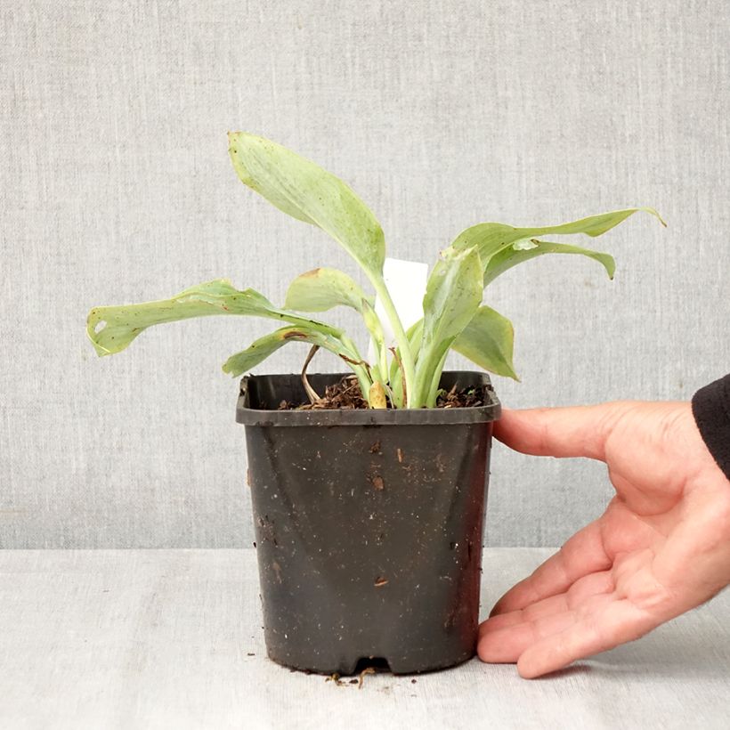 Esemplare di Hosta Prairie Sky Vaso da 1,5L/2L come consegnato in autunno