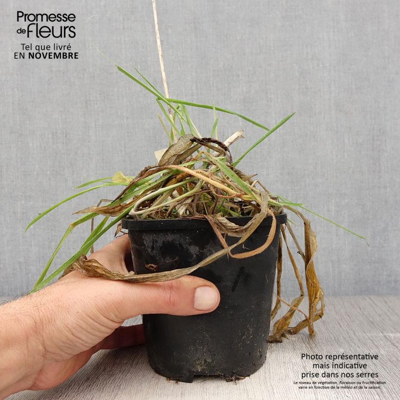 Esemplare di Hosta Praying Hands Vaso da 1,5L/2L come consegnato in autunno