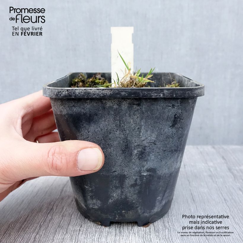 Hosta Praying Hands Vaso da 1,5L/2L esemplare consegnato in inverno