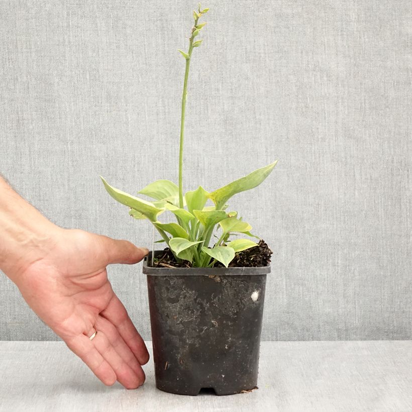 Esemplare di Hosta Radiant Edger Vaso da 1,5L/2L consegnato in estate