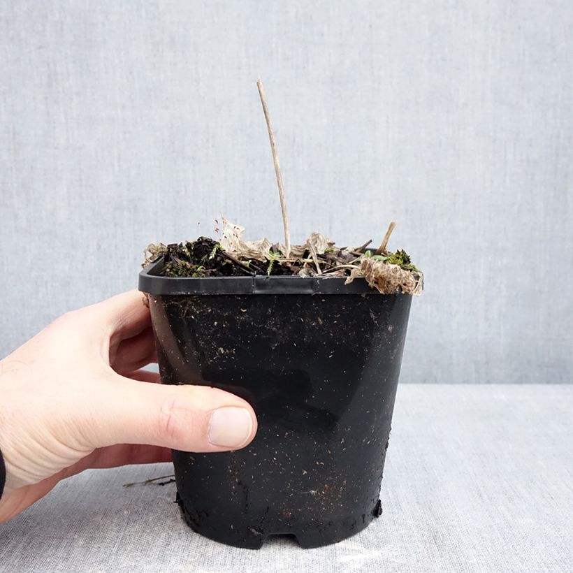 Hosta Radiant Edger Vaso da 1,5L/2L esemplare consegnato in inverno