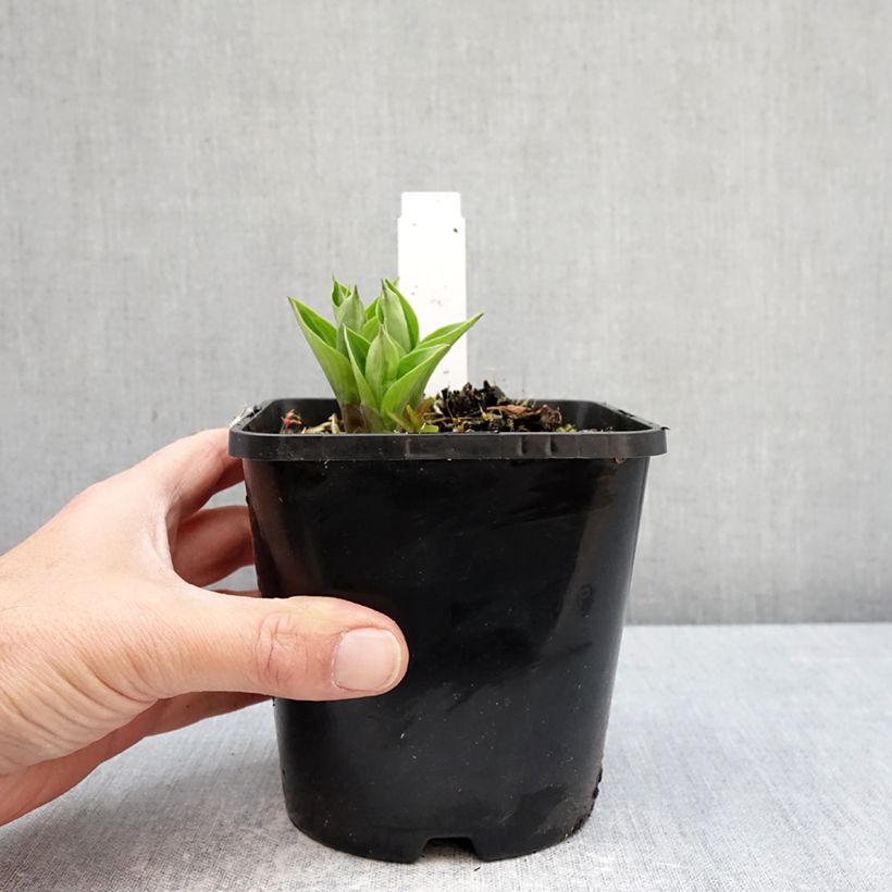 Hosta Radiant Edger Vaso da 1,5L/2L esemplare consegnato in primavera