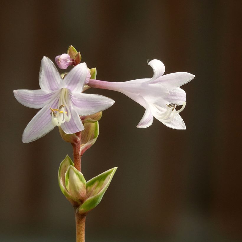 Hosta Rainbows End (Fioritura)