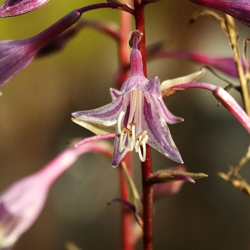 Hosta Raspberry Sorbet (Fioritura)