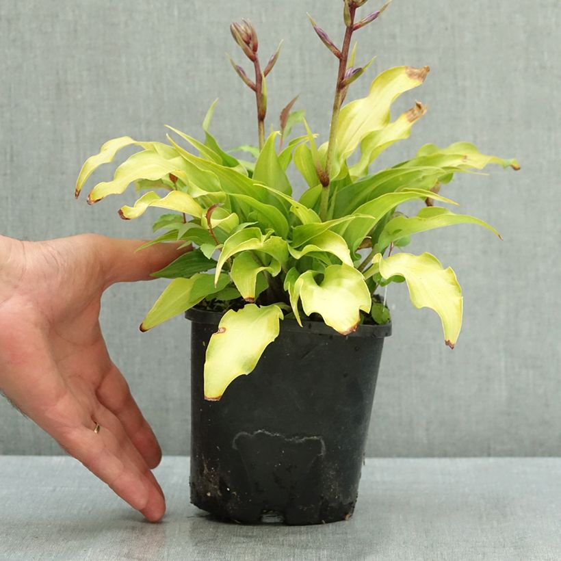 Esemplare di Hosta Raspberry Sorbet Pot de 1,5L/2L consegnato in estate