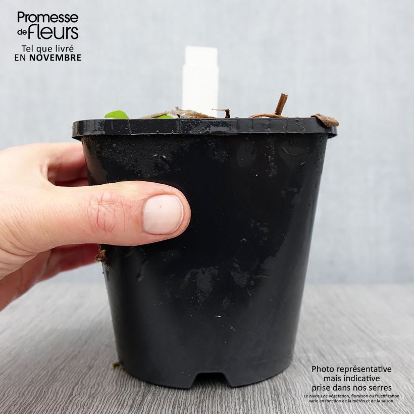 Esemplare di Hosta Raspberry Sundae Vaso da 1,5L/2L come consegnato in autunno