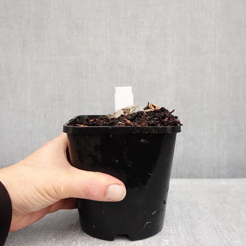Esemplare di Hosta Remember Me Vaso da 1,5L/2L come consegnato in autunno