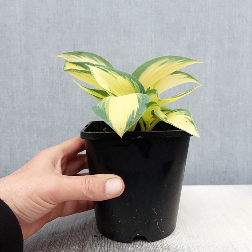 Hosta Remember Me Vaso da 1,5L/2L esemplare consegnato in primavera