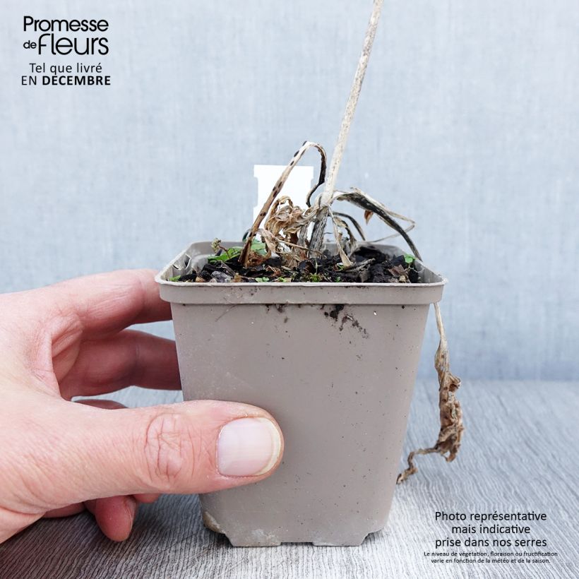 Esemplare di Hosta Robert Frost Vasetto da 8/9 cm come consegnato in autunno