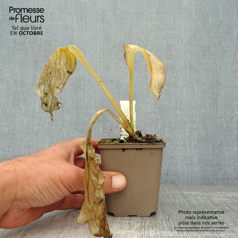 Esemplare di Hosta Royal Standard Vasetto da 8/9 cm come consegnato in autunno