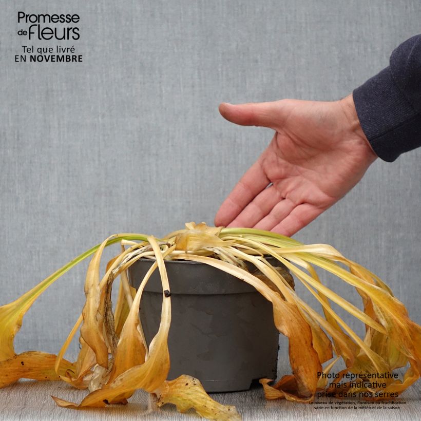 Esemplare di Hosta Royal Standard Vaso da 2L/3L come consegnato in autunno