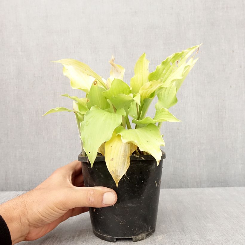 Esemplare di Hosta Ruffed Up Vaso da 1,5L/2L come consegnato in autunno