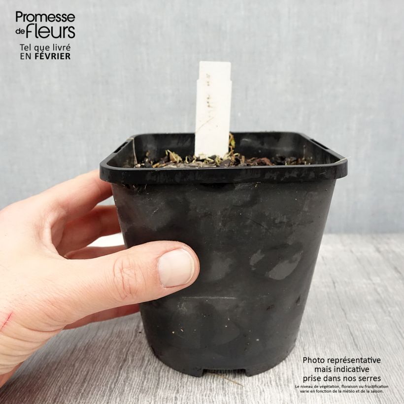 Hosta Ruffed Up Vaso da 1,5L/2L esemplare consegnato in inverno