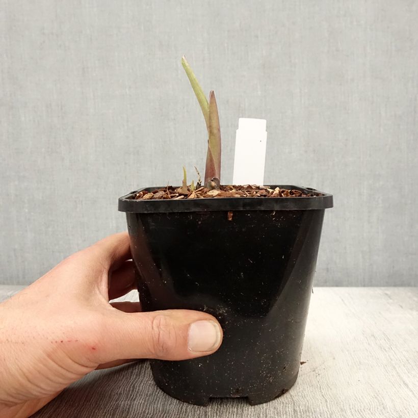 Hosta Ruffed Up Vaso da 1,5L/2L esemplare consegnato in primavera