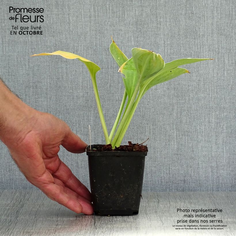 Esemplare di Hosta fluctuans Sagae Vasetto da 8/9 cm come consegnato in autunno