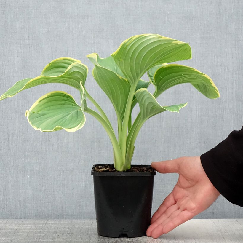 Hosta fluctuans Sagae Vaso da 1,5L/2L esemplare consegnato in primavera