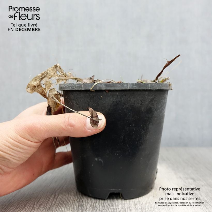 Hosta Saint Elmo's Fire Vaso da 1,5L/2L esemplare consegnato in inverno