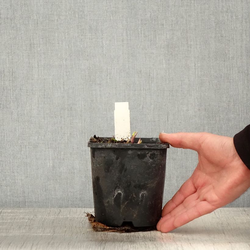 Hosta Saint Elmo's Fire Vaso da 1,5L/2L esemplare consegnato in primavera