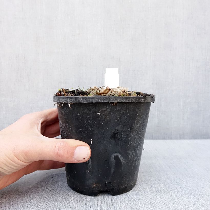 Hosta School Mouse Vaso da 1,5L/2L esemplare consegnato in inverno