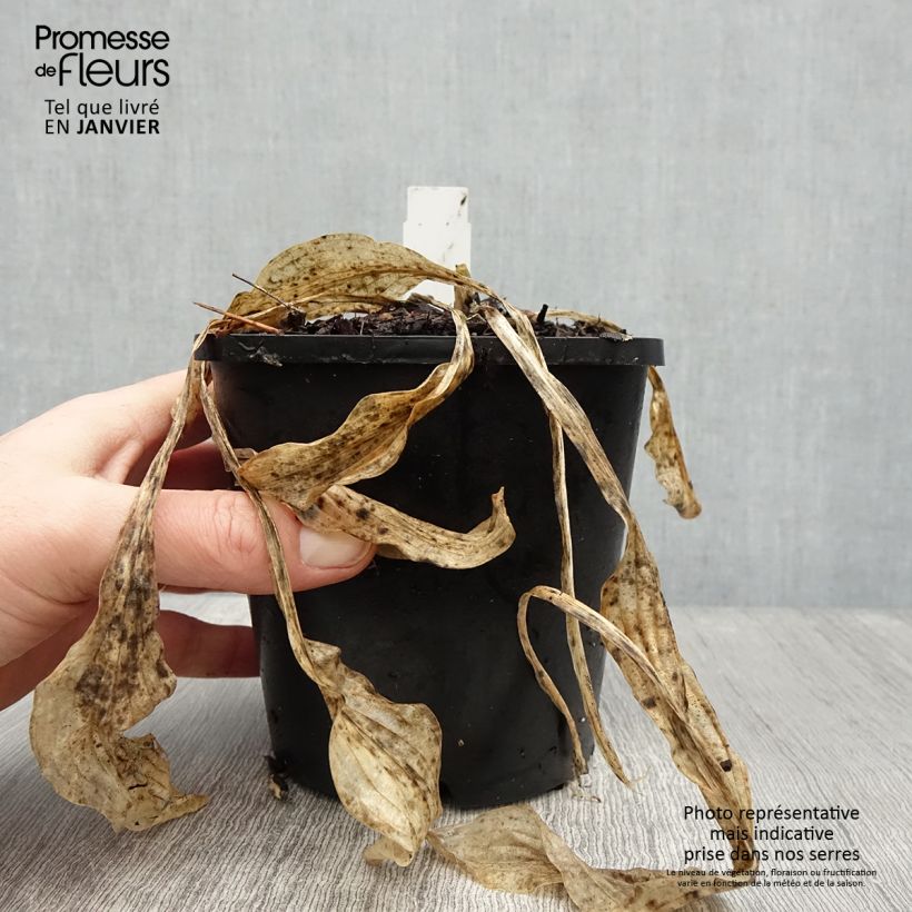 Hosta Siberian Tiger Vaso da 1,5L/2L esemplare consegnato in inverno