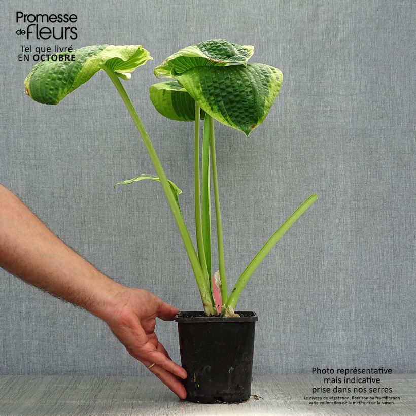 Esemplare di Hosta sieboldiana Frances williams Vaso da 2L/3L come consegnato in autunno