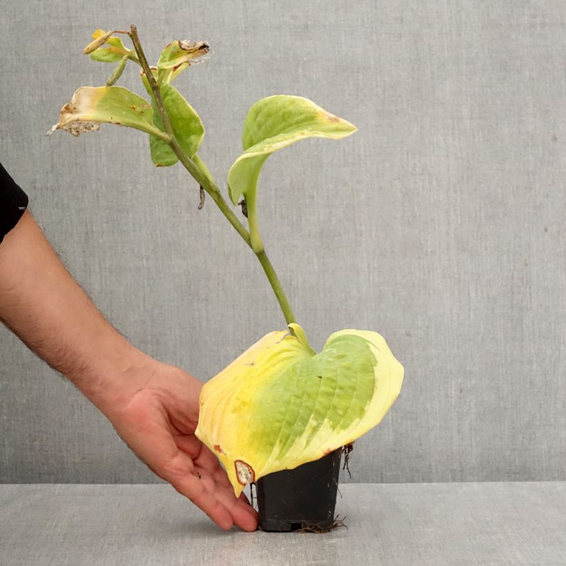 Esemplare di Hosta sieboldiana Frances williams Vasetto da 8/9 cm come consegnato in autunno