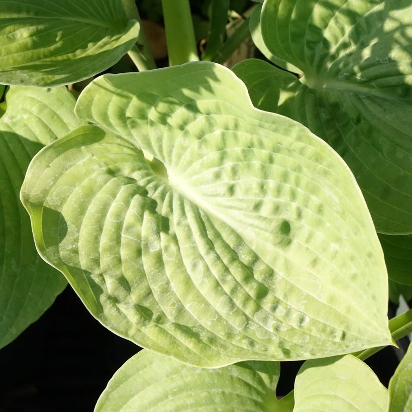Hosta sieboldiana (Fogliame)